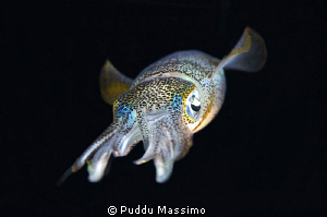 lembeh by night,nikon d2x 60mm macro by Puddu Massimo 